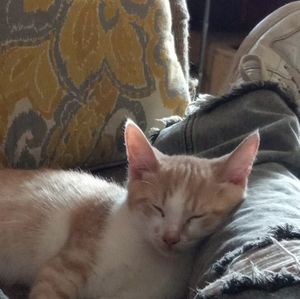 Meet your Posher, Leon